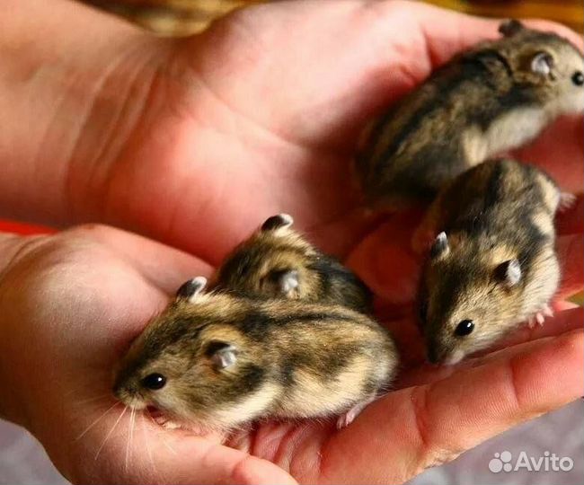 Джунгарский хомяк