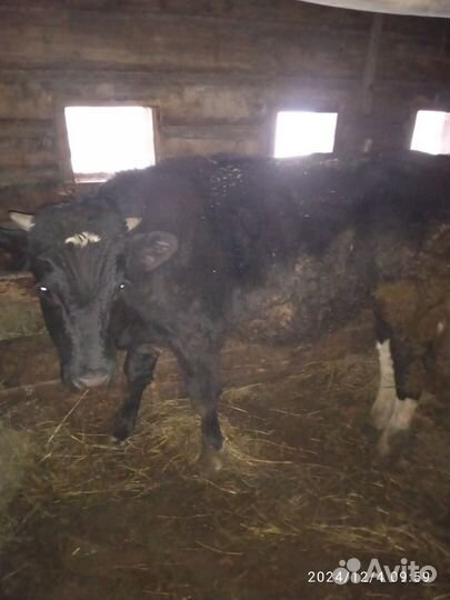 Быки на племя