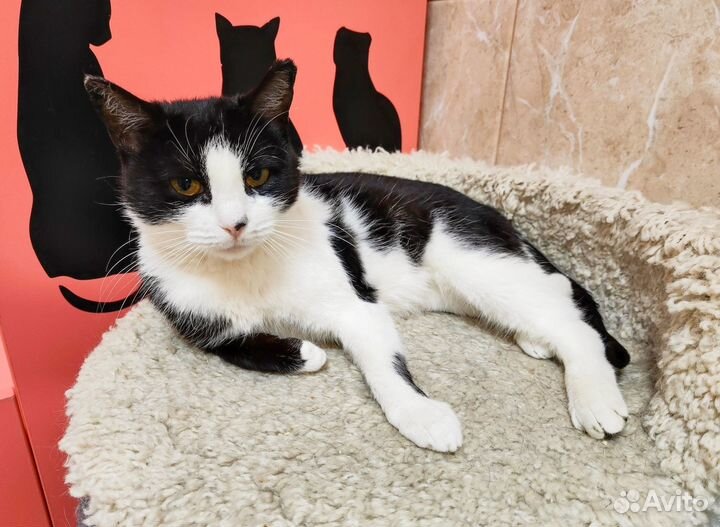 Кошка в частный дом или в квартиру