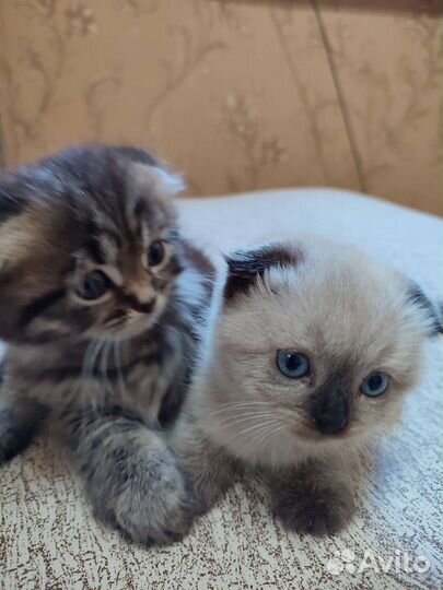 Шотландская кошка