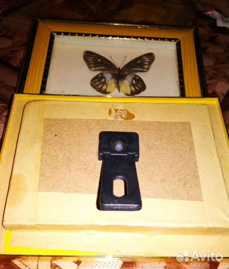 Картины янтарь и бабочки