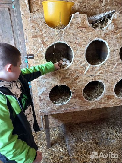 Домашние куриные яйца