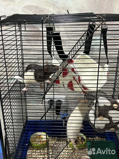 Крыса дамбо с клеткой