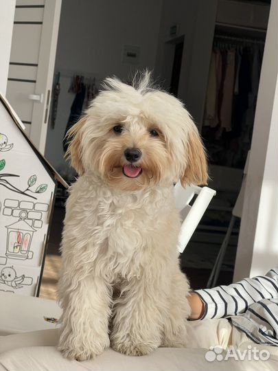 Собака для фотосессии