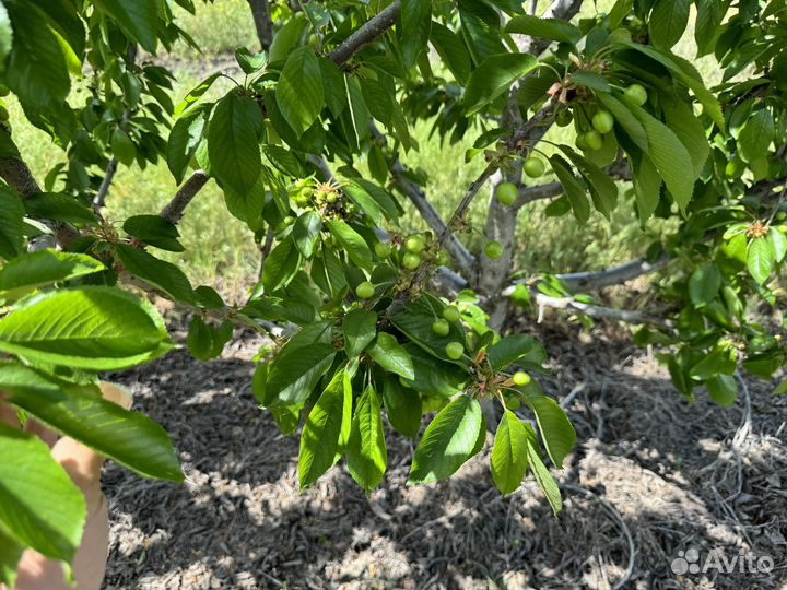 Черешня оптом