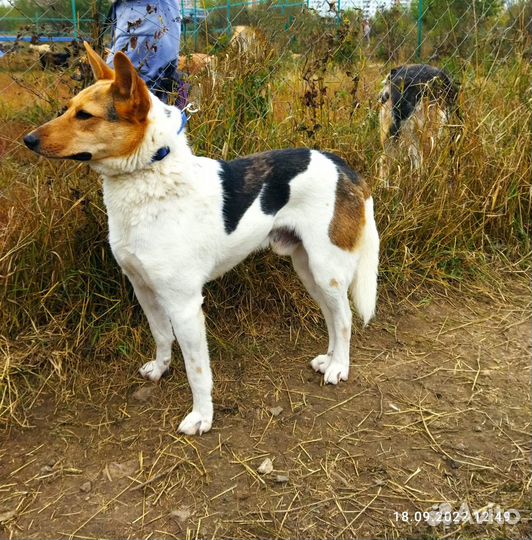 Собаки ищут дом