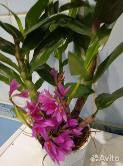 Коллекционные орхидеи