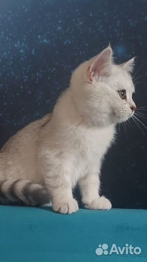 Британская серебристая шиншилла котята