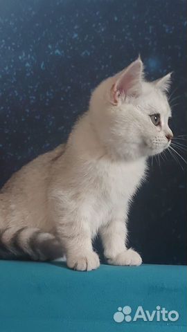 Британская серебристая шиншилла котята