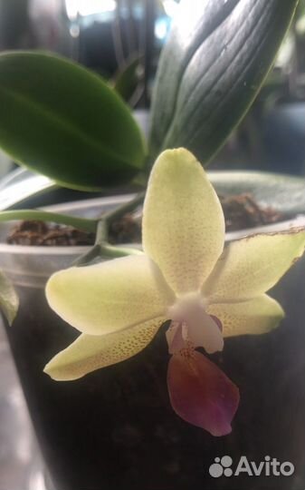 Орхидея фаленопсис желтые mini