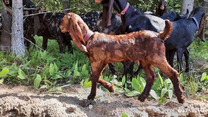 Козочка камори 2 мес