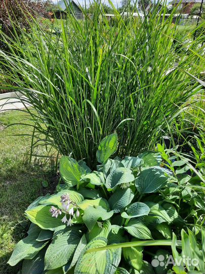 Мискантус зебрина