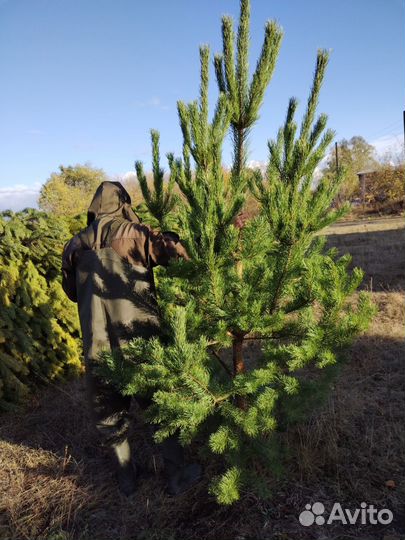 Сосна новогодняя ёлка