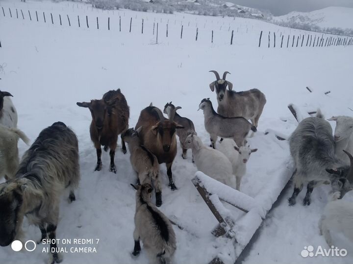 Козы дойные и козлики на племя