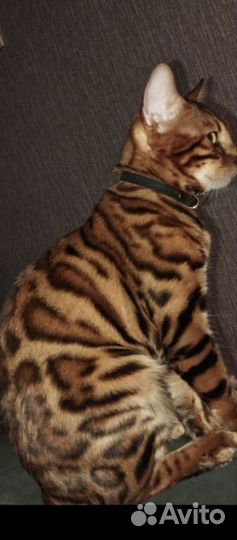 Бенгальская