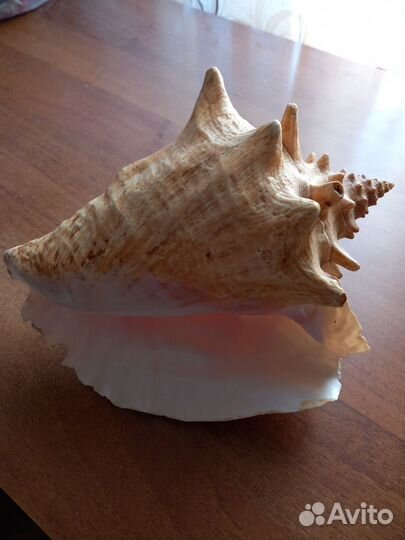 Ракушка морская крупная