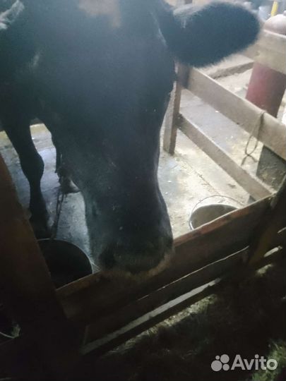 Коровы дойные молочные