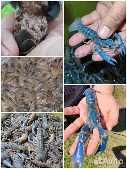 Мальки аккр