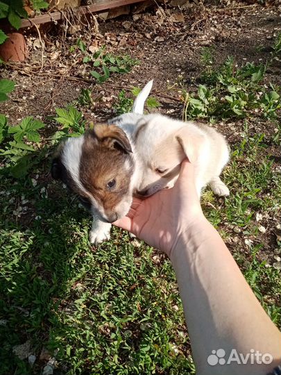 Щенки в добрые руки