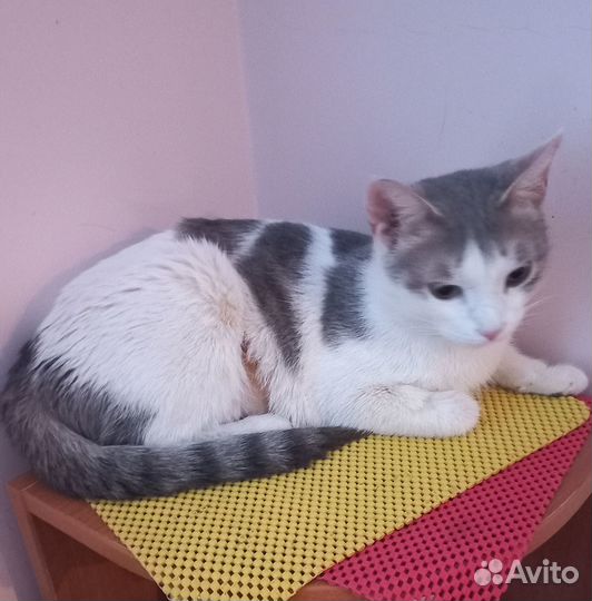 Кошечка-компаньон в добрые руки