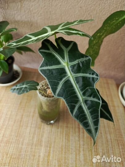 Алоказия полли