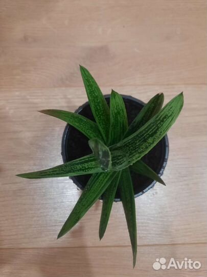 Гастерия, суккуленты