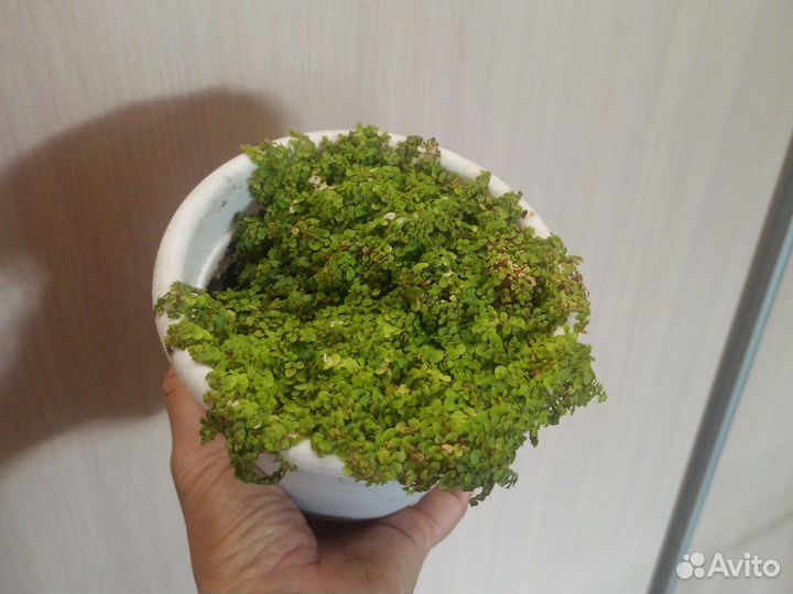 Солейролия
