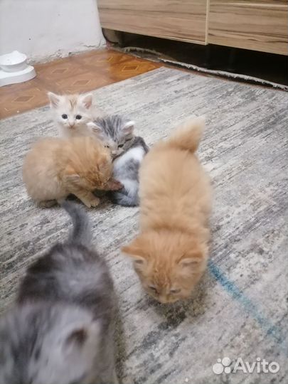 Кошка в дар бесплатно