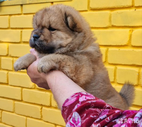 Щенок чау чау красный мальчик