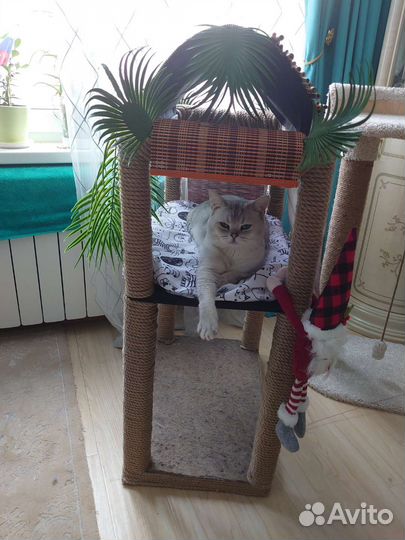 Вязка. Кот Фикс породы Скотиш Страйт