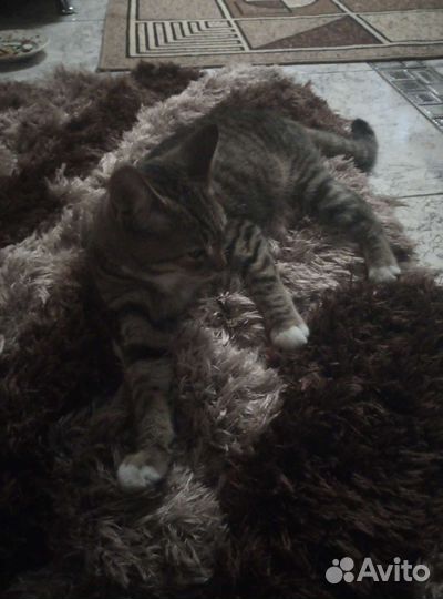 Кошка в дар