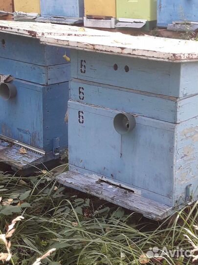 Пчелиный улей