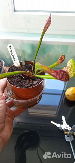 Саррацения