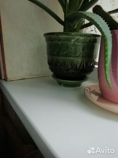 Алоэ лечебный