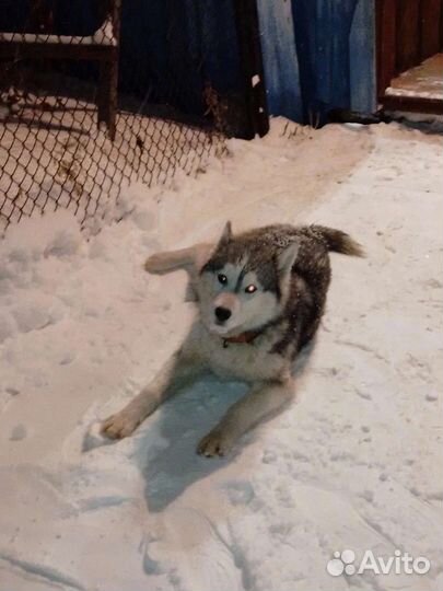 Сибирский хаски