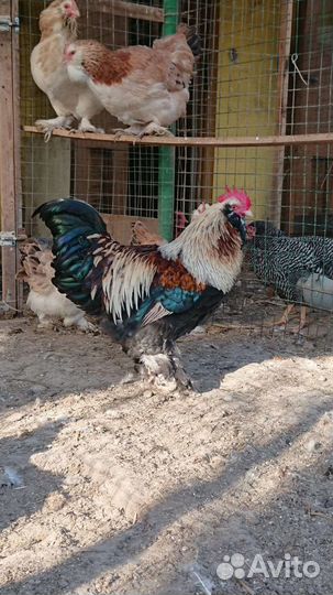 Фавероль яйцо на инкубацию, цыплята