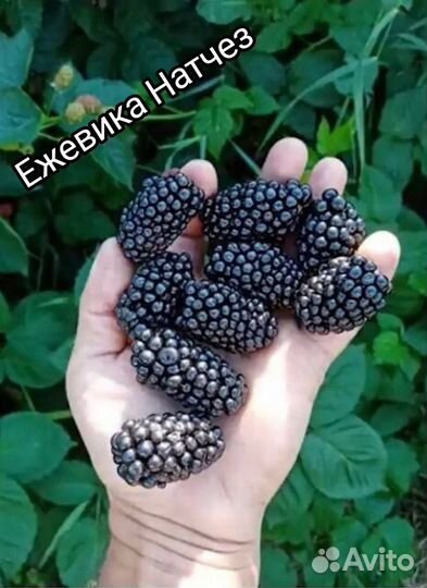 Саженцы ежевики