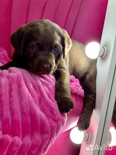 Шоколадное чудо