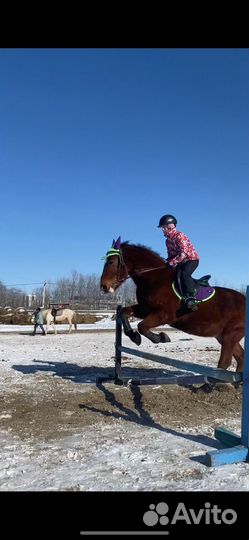 Продам вальтрап и ушки вальтрап 2800ушки 1300ушки