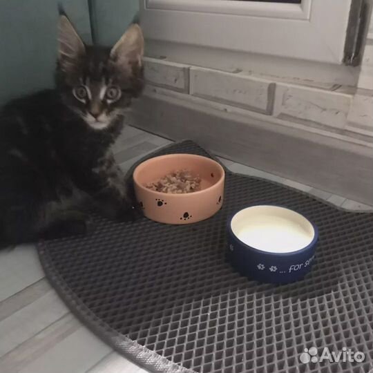 Коврики для кошек/собак/животных эва/eva/ева