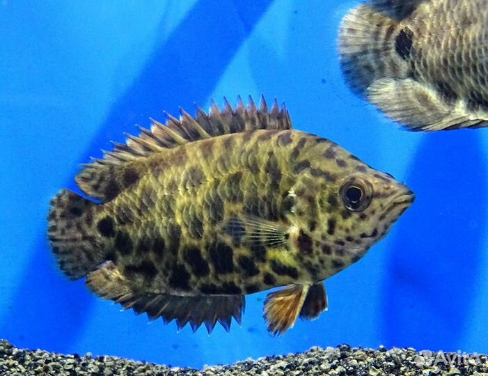 Ктенопома леопардовая