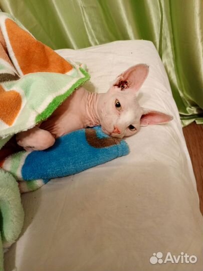 Канадский сфинкс бесплатно