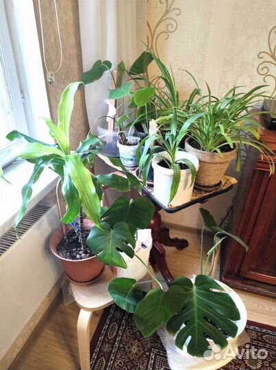 Цветы Монстера, Юкка, Драцена