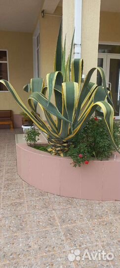 Агава голубая и американа