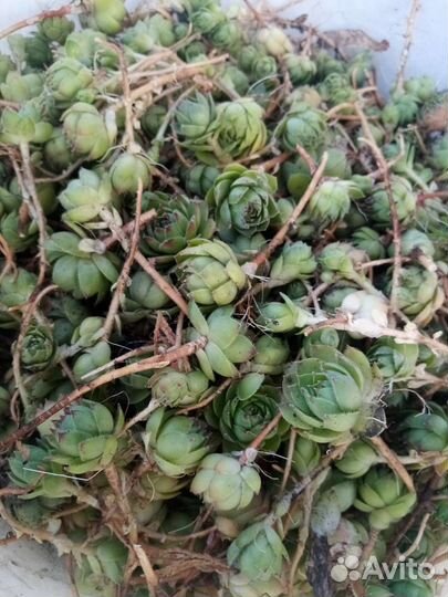 Каменная роза 20