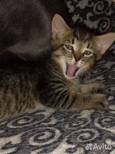 Кошка в дар