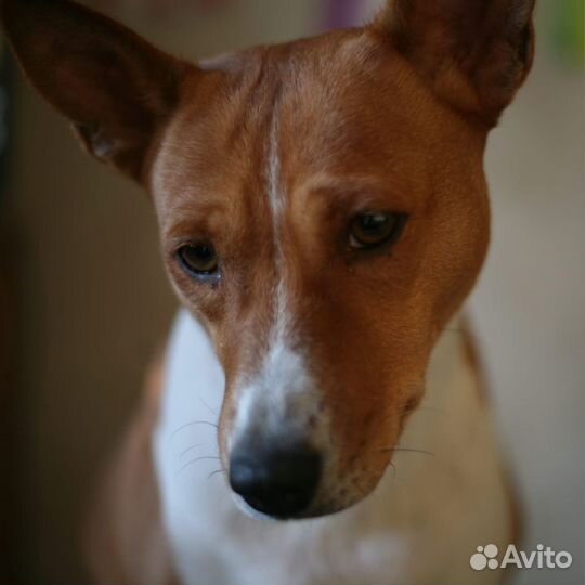 Фотограф анималист