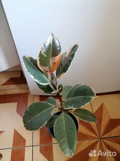 Фикус белиз