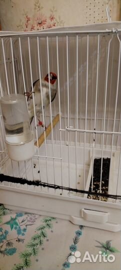 Птица щегол