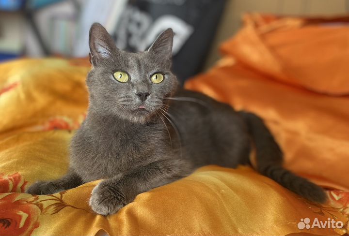 Кошка бесплатно